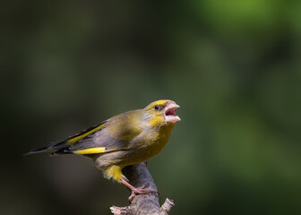 bird on a branch