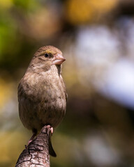 bird on a branch