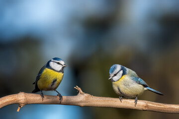 bird on a branch