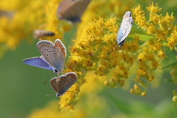 sui fiori gialli