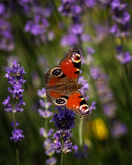 butterfly on flower