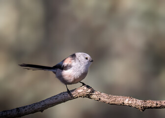 Obraz premium bird on a branch