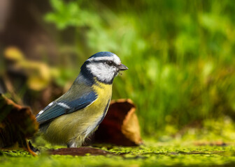 bird on a branch