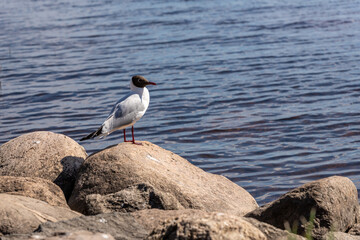 Serene seagull perched by the water. Black-headed gull in natural habitat. Peaceful moment by the seashore. Seabird enjoying the view from a rock by the water on a sunny day.