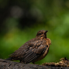 bird on a branch