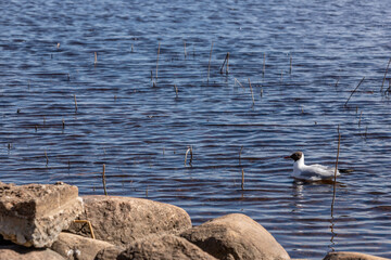 Graceful Glide: Black-Headed Gull on a Tranquil Lake. A black-headed gull drifts peacefully across a quiet lake, surrounded by rippling water and delicate reeds, capturing a moment of calm and simplic