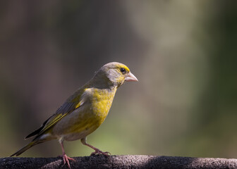 bird on a branch