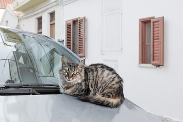 Gray fluffy tabby cat with adorable tassels on its ears lies curled up on car hood in Italian town