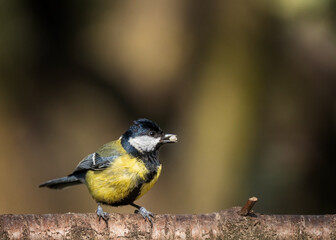 Obraz premium bird on a branch