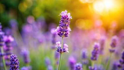 Obraz premium A single purple lavender flower blooming in a garden on a warm summer day, bloom, purple blooms