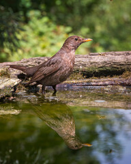 bird