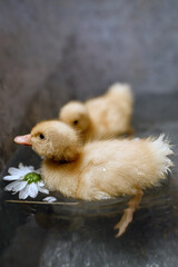 photography of two fluffy yellow ducklings floating in water alongside a white daisy flower.