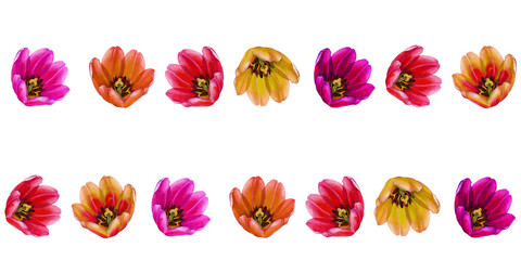 Pink, orange, yellow tulips. Seamless border or horizontal frame of watercolor flowers isolated on a white background for Mother's, Women's,Valentine's Day, Easter, spring holidays, birthday, weddings