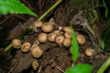 Puffball mushrooms (Lycoperdaceae) in Sao Francisco de Paula, South of Brazil