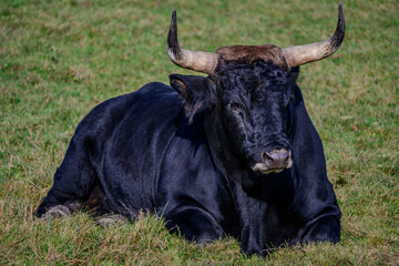 Ein Heckrind-Zuchtbulle