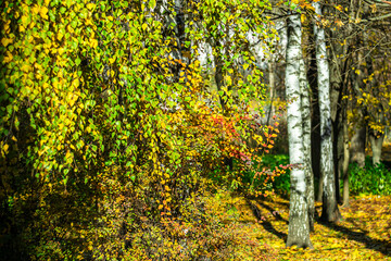 White birch in the park on an autumn November day.