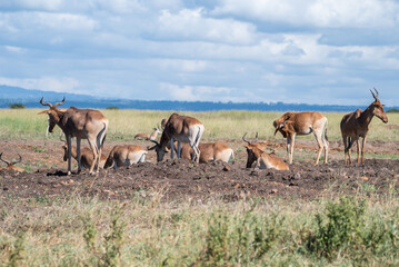 Herd of Topi antelope, can be seen both standing and lying, Nairobi Park, Kenya