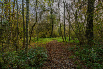 Herbst in den Isarauen