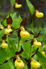 Flowering Lady's-slipper orchids in a lush environment in Oulanka National Park, Northern Finland	