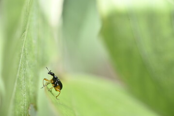 葉の端で休むオトシブミ。自然の背景素材。