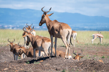 Herd of Topi antelope, can be seen both standing and lying, Nairobi Park, Kenya