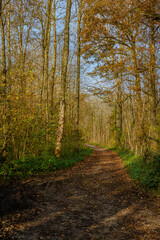 Herbst in den Isarauen