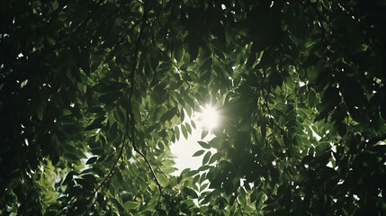 Sunlight Through Green Leaves, tree, nature, foliage, forest, woodland