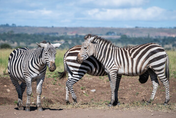 Zebras can be seen standing an in a field, Nairobi Park, Kenya