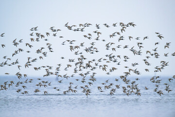 ハマシギ群れの飛翔