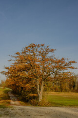 Fototapeta premium Herbst in den Isarauen