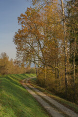 Herbst in den Isarauen