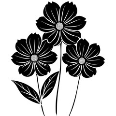 black and white cosmos flower