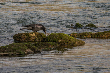 Ein Rabe sitzt auf Steinen inmitten eines Flusses