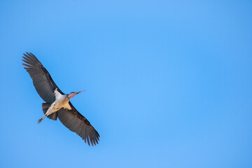 Marabou bird that possesses a long beak is flying high in a blue sky