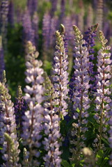 Field of lupine flowers on green grass