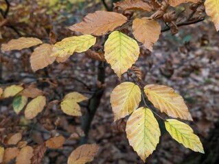 Leaves of a Beech tree (Fagus) in autumn