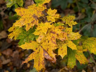 Maple leaves (Acer) on an autumn's day