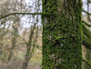 A tree trunk covered in moss and lichen on a misty November day