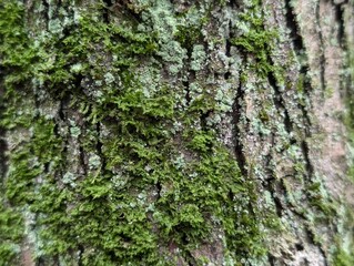 A tree trunk covered in mosses and lichens