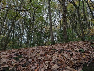 A British woodland in autumn