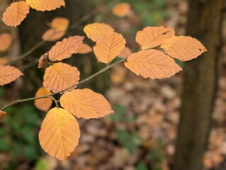 Leaves of a Beech tree (Fagus) in autumn