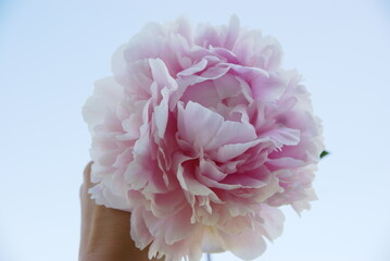Peony Sarah Bernard on a white background