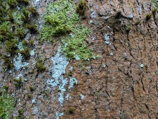 Closeup of the bark of a Sycamore tree (Acer), with mosses and liverworts