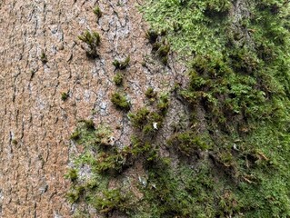 Closeup of the bark of a Sycamore tree (Acer), with mosses and liverworts