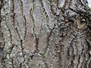 Closeup of the bark of an oak tree (Quercus)
