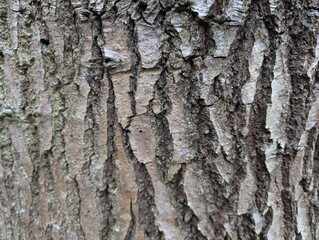 Closeup of the bark of an oak tree (Quercus)