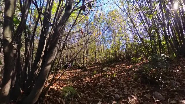 Bosque en oto&ntilde;o 2