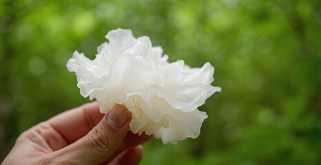 A hand is holding a tremella mushroom ( Tremella fuciformis ), showcasing its white, gelatinous texture against a natural background of forest
