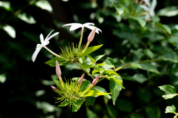 Jasmine flower blooming in the garden.  With nature background in the dark tone.
