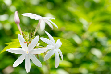 Jasmine flower blooming in the garden.  With nature background in the bright light tone.